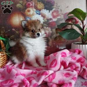 Ginger, Pomeranian Puppy