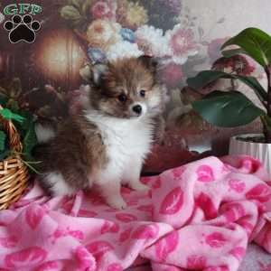 Ginger, Pomeranian Puppy