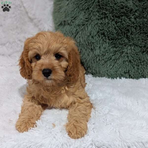 Charlie, Cavapoo Puppy