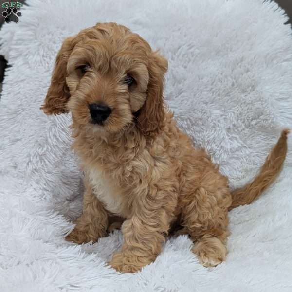 Kobie, Cavapoo Puppy