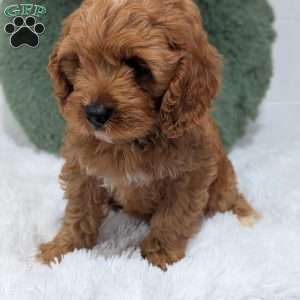 Champ/Cavapoo									Puppy/Male	/11 Weeks,Hi meet champ! I love being a couch potato but also loving played with. I checked out well at my vet visit. Any questions feel free to call or text !