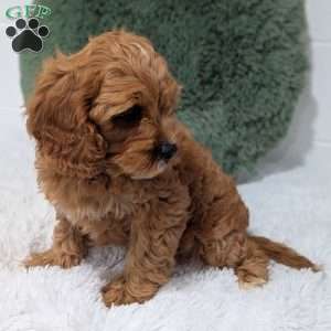 Champ/Cavapoo									Puppy/Male	/11 Weeks,Hi meet champ! I love being a couch potato but also loving played with. I checked out well at my vet visit. Any questions feel free to call or text !