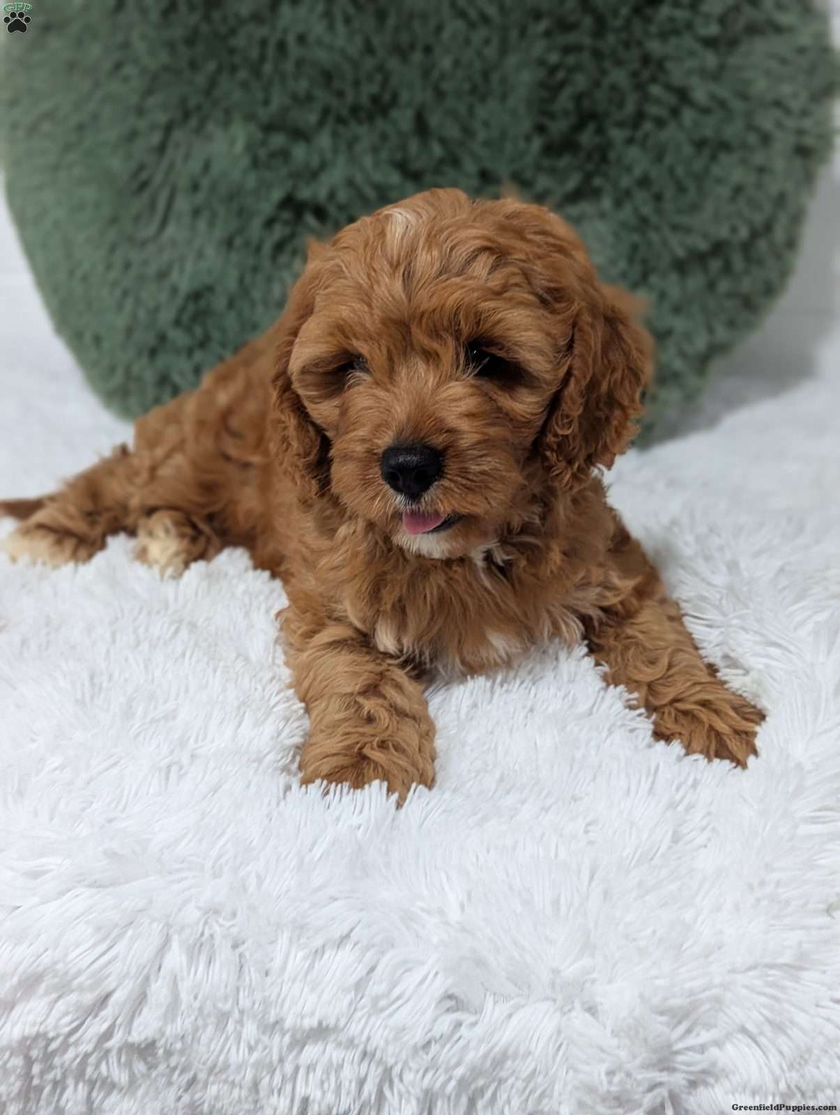 Champ/Cavapoo									Puppy/Male	/11 Weeks,Hi meet champ! I love being a couch potato but also loving played with. I checked out well at my vet visit. Any questions feel free to call or text !