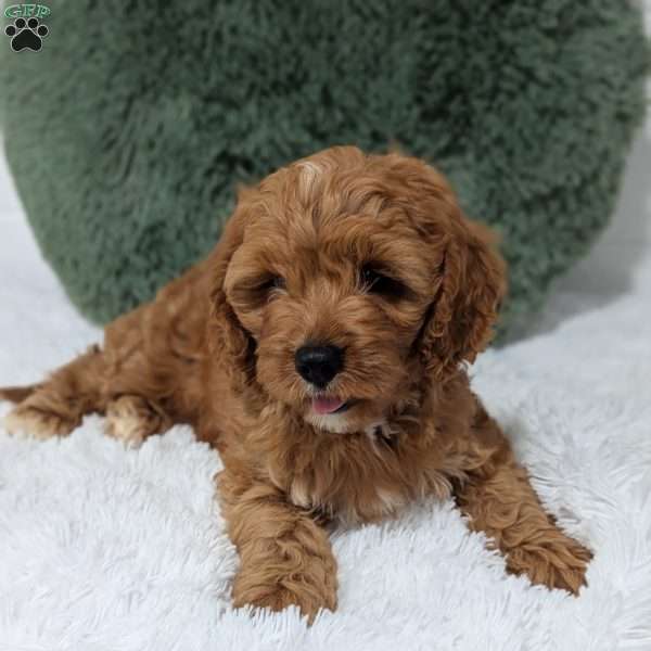 Champ, Cavapoo Puppy