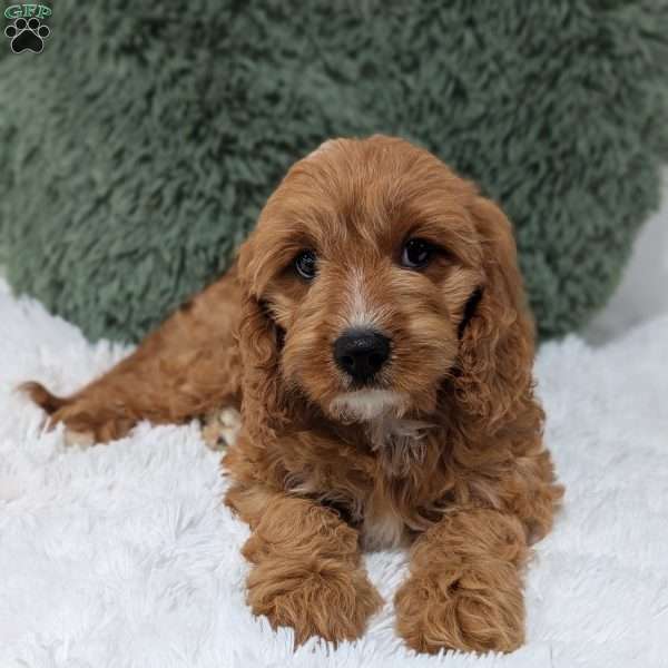 Bellie, Cavapoo Puppy