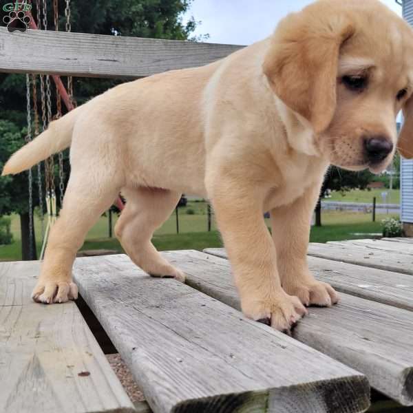 Misty, Black Labrador Retriever Puppy