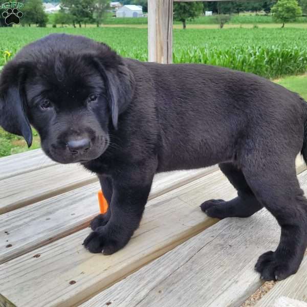Mindy, Black Labrador Retriever Puppy