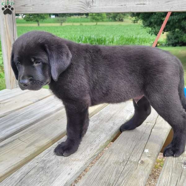 Milo, Black Labrador Retriever Puppy