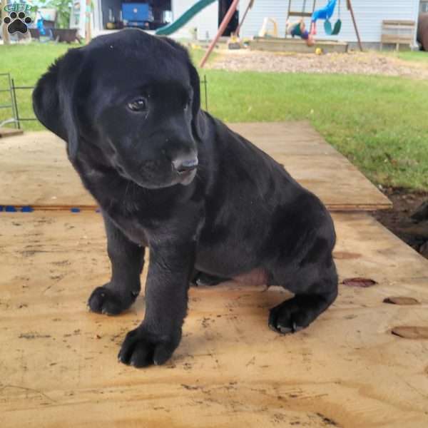 Molly, Black Labrador Retriever Puppy
