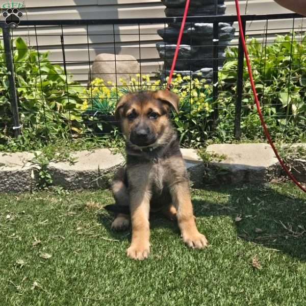 Leonard, German Shepherd Puppy
