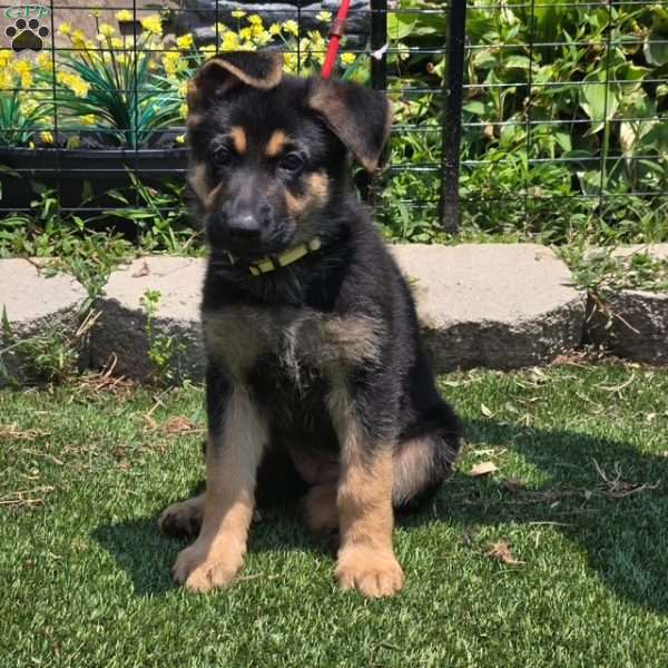 Penny, German Shepherd Puppy