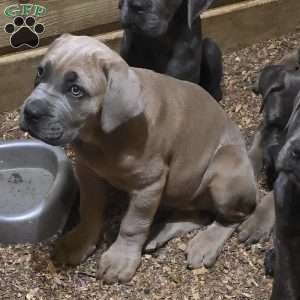 Luisa, Cane Corso Puppy