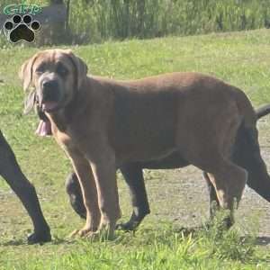 Luisa, Cane Corso Puppy