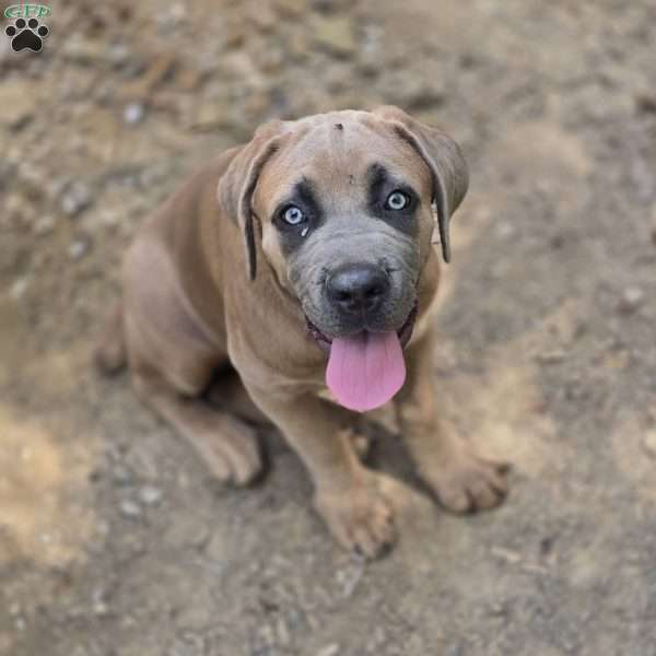 Luisa, Cane Corso Puppy