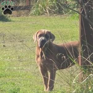 Luisa, Cane Corso Puppy