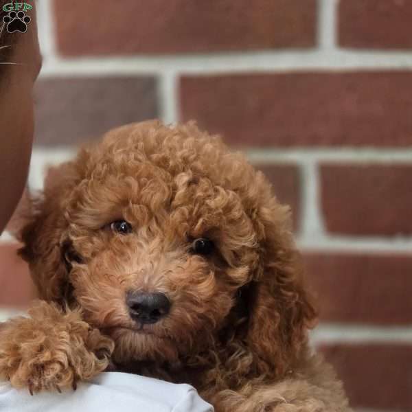 Buck, Miniature Poodle Puppy