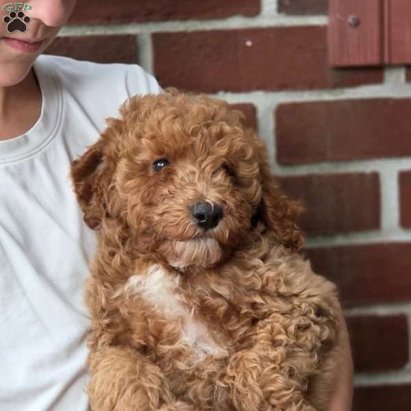 Hunter, Miniature Poodle Puppy