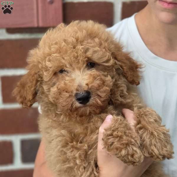 Ranger, Miniature Poodle Puppy