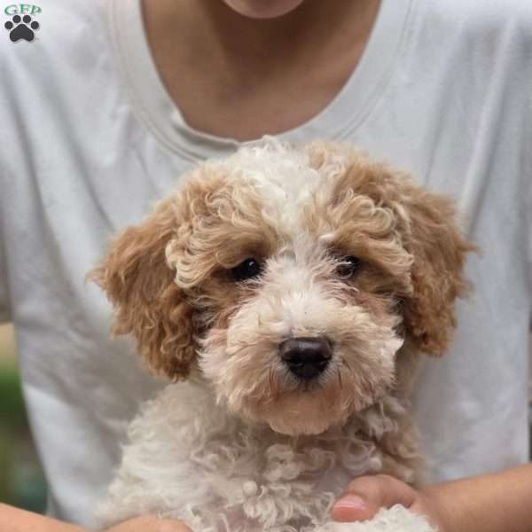 Oakley, Miniature Poodle Puppy