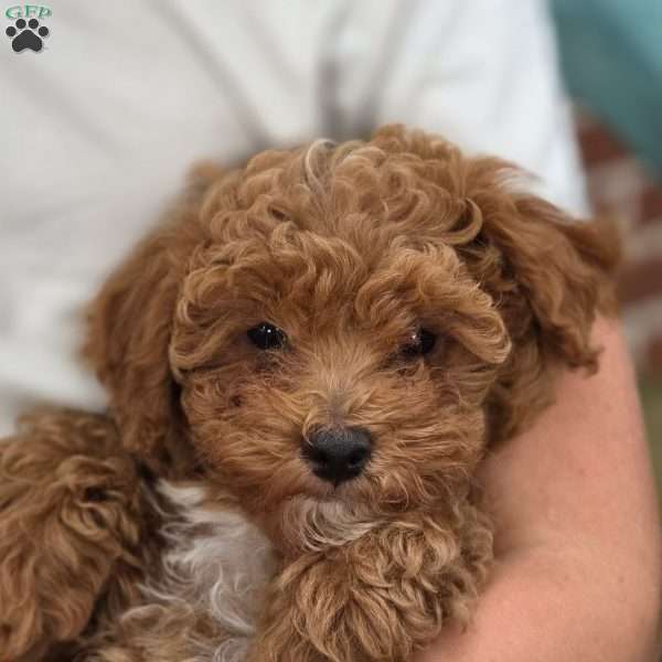 Sage, Miniature Poodle Puppy