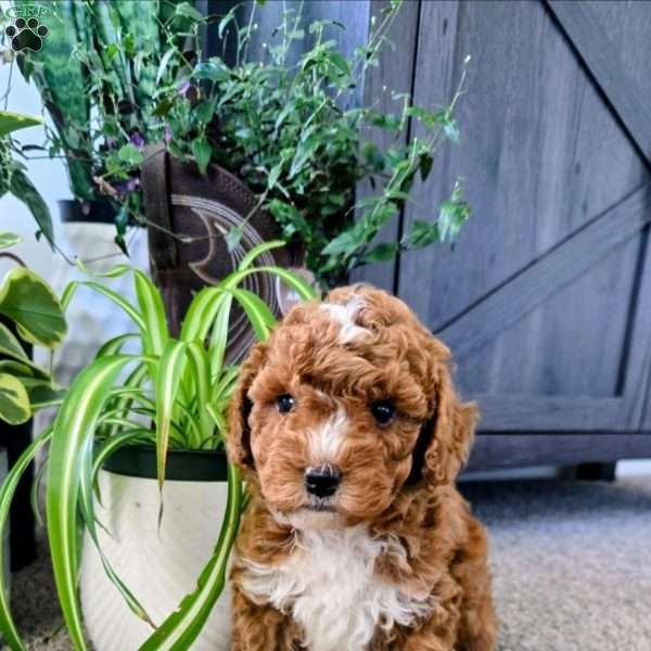 Oliver, Toy Poodle Puppy