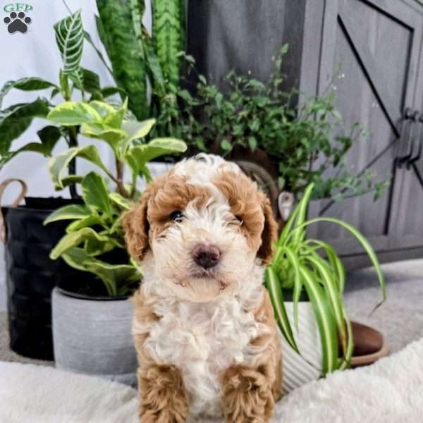 Oscar, Toy Poodle Puppy