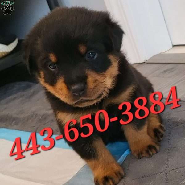 Monkey, Rottweiler Puppy