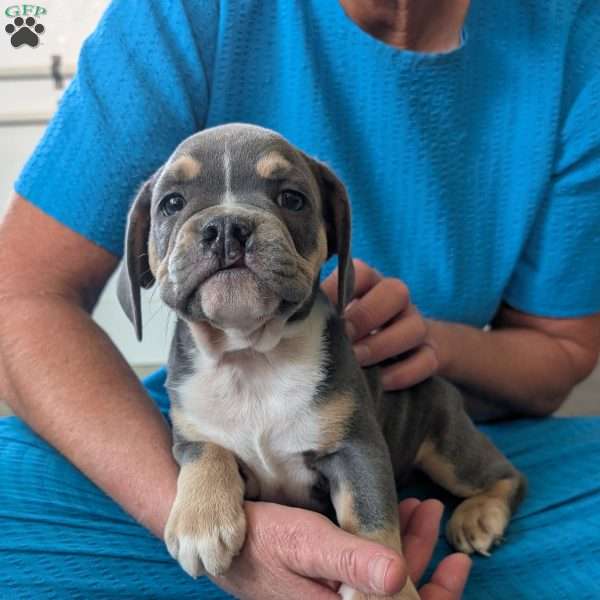 Arlo, Beabull Puppy