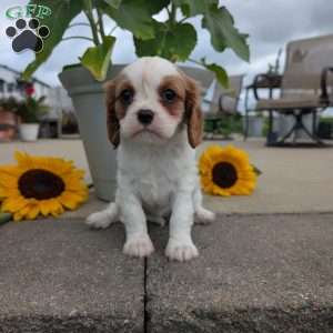 Hazel, Cavalier King Charles Spaniel Puppy