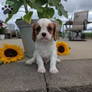 Hazel, Cavalier King Charles Spaniel Puppy