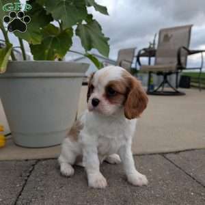 Hazel, Cavalier King Charles Spaniel Puppy