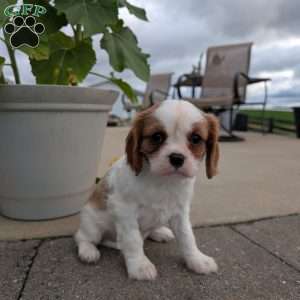 Hazel, Cavalier King Charles Spaniel Puppy