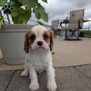 Hazel, Cavalier King Charles Spaniel Puppy