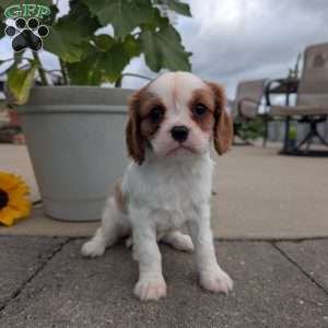 Hazel, Cavalier King Charles Spaniel Puppy