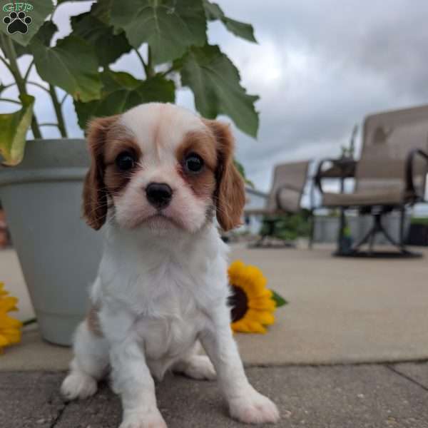 Hazel, Cavalier King Charles Spaniel Puppy