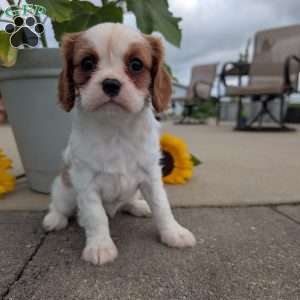 Hazel, Cavalier King Charles Spaniel Puppy