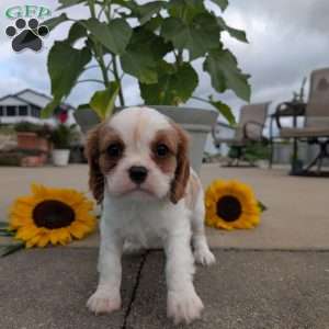 Hazel, Cavalier King Charles Spaniel Puppy