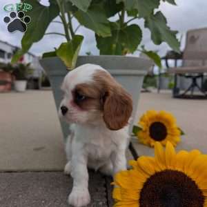 Hazel, Cavalier King Charles Spaniel Puppy