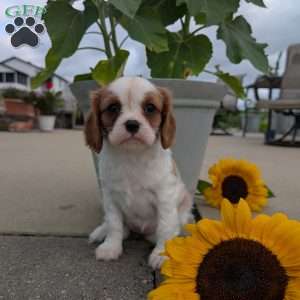 Hazel, Cavalier King Charles Spaniel Puppy