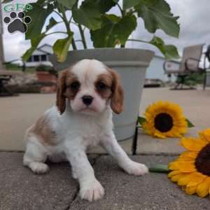 Hazel, Cavalier King Charles Spaniel Puppy
