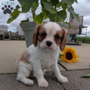 Hazel, Cavalier King Charles Spaniel Puppy