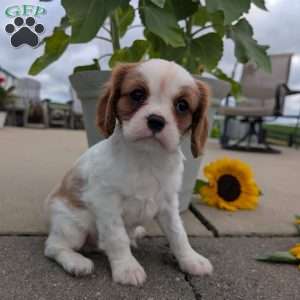 Hazel, Cavalier King Charles Spaniel Puppy