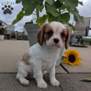 Hazel, Cavalier King Charles Spaniel Puppy
