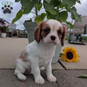 Hazel, Cavalier King Charles Spaniel Puppy
