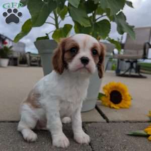 Hazel, Cavalier King Charles Spaniel Puppy