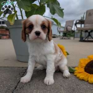 Hazel, Cavalier King Charles Spaniel Puppy