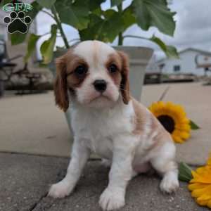 Hazel, Cavalier King Charles Spaniel Puppy