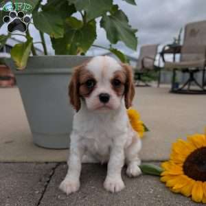 Hazel, Cavalier King Charles Spaniel Puppy