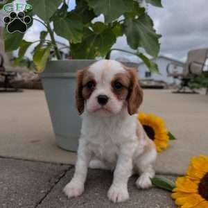 Hazel, Cavalier King Charles Spaniel Puppy