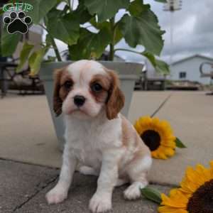 Hazel, Cavalier King Charles Spaniel Puppy